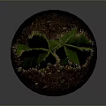 Green Cactus Plant In Black Planter With Orange Legs On Reflective Surface