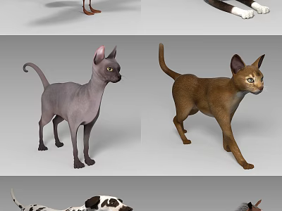 Colorful Reptile Species Showcasing Lizards Turtles And Snakes In Natural Habitat 3d model