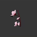 Delicate Pink Blossom Branch with Flowers on Dark Background with Reflections