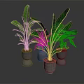 Large Leaf Tropical Plants in Metallic Silver Pots for Indoor Decoration