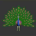 Peacock Displaying Vibrant Green Blue And Orange Feathers With Eye Spots On Grey Background