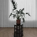 Tropical Potted Plant On Black Small Table With White Curtains And Wooden Floor