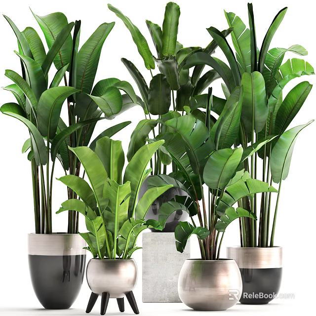 Lush Tropical Potted Plants With Large Green Leaves In Ceramic Silver Pots For Indoor Decor 3d model 