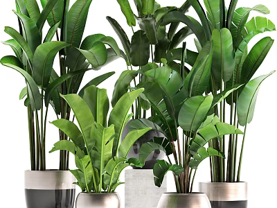 Lush Tropical Potted Plants With Large Green Leaves In Ceramic Silver Pots For Indoor Decor 3d model