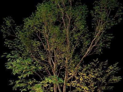 Park Landscape Featuring Tall Trees Green Yellow Leaves Branches And Trunks In Natural Scenery 3d model