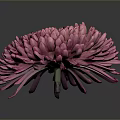 Vibrant Pink Chrysanthemum With Dense Glossy Petals On Dark Background