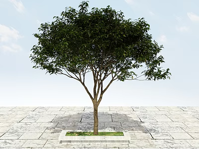 Tree Pit With Green Leafy Tree On Stone Pavement Under Blue Sky 3d model
