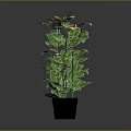 Green Potted Plant With Broad Leaves In Black Pot On Gray Background