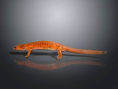 Orange Reptile Salamander With Slender Body Limbs And Long Tail On Gray Gradient Reflective Surface 3d model