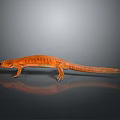 Orange Reptile Salamander With Slender Body Limbs And Long Tail On Gray Gradient Reflective Surface
