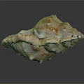 Conch With Natural Brown And White Spiral Texture And Surface Nodules On Dark Background
