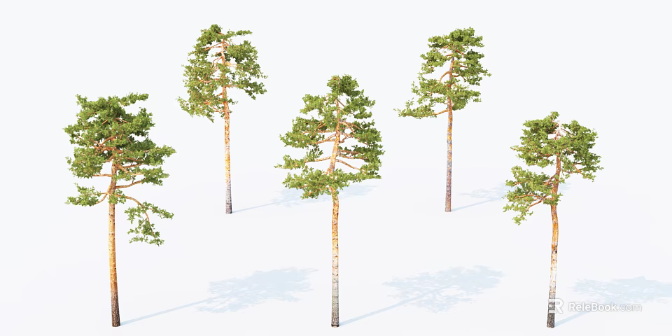 Tall Pine Trees with Green Foliage and Lush Branches in Natural Arrangement 3d model 