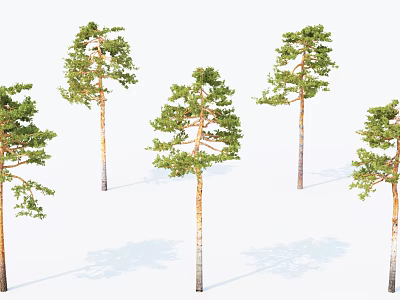 Tall Pine Trees with Green Foliage and Lush Branches in Natural Arrangement 3d model