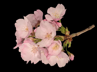 Blooming Pink Cherry Blossoms On Fresh Flower Branch With Black Background 3d model