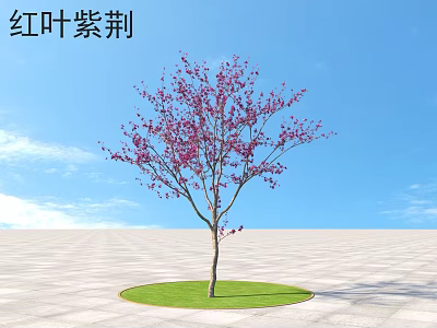 Beautiful Red Leaf Bauhinia Arbor with Purple Flowers on Circular Grass Lawn Under Blue Sky 3d model