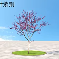 Beautiful Red Leaf Bauhinia Arbor with Purple Flowers on Circular Grass Lawn Under Blue Sky