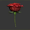 Vibrant Red Rose Flower With Green Stem And Leaves On Gray Background