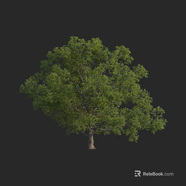 Lush Green Arbor With Dense Foliage And Sturdy Trunk In Isolated Backdrop 3d model 