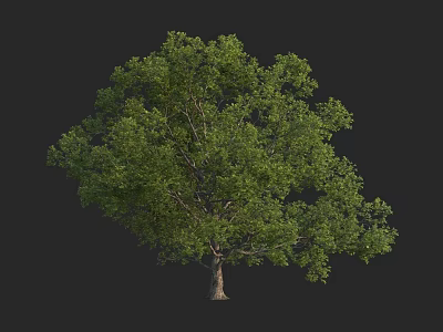 Lush Green Arbor With Dense Foliage And Sturdy Trunk In Isolated Backdrop 3d model