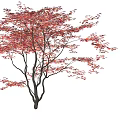 Arbor with Striking Red Leaves and Brown Trunk Isolated on White Background