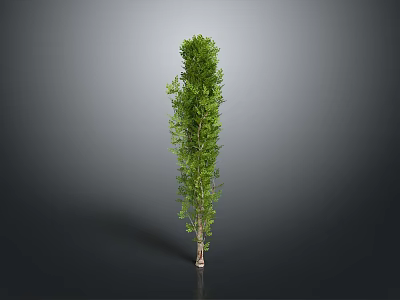 Tall Upright Green Arbor With Dense Foliage And Brown Trunk On Gray Background 3d model