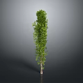Tall Upright Green Arbor With Dense Foliage And Brown Trunk On Gray Background