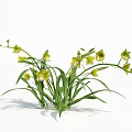 Decorative Green Plants With Yellow Flowers And Long Green Leaves On White Background