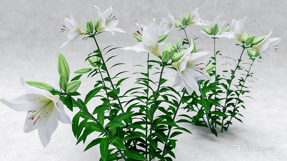 White Lilies In Bloom With Green Leaves Long Stems And Fresh Buds 3d model 