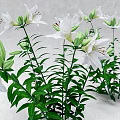 White Lilies In Bloom With Green Leaves Long Stems And Fresh Buds