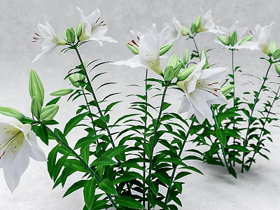 White Lilies In Bloom With Green Leaves Long Stems And Fresh Buds 3d model