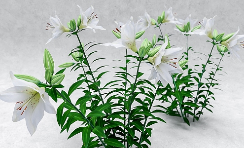 Planting lily SU model Vray 3d model