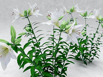 Planting lily SU model Vray 3d model