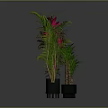 Various Potted Plants With Green And Red Leaves In Black Pots