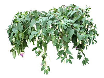 Modern Shrub Shrub Grass 3d model