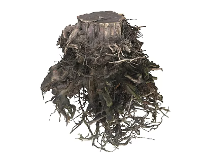 Natural Stone Wood Tree Stump With Intricate Roots And Organic Surface Texture 3d model