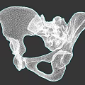 Pelvic Organs 3D Anatomical Model Showing Skeletal Structure and Bone Details