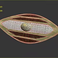 Oval Shaped Decorative Ornament With Gold Brown Stripes And Intricate Central Design