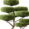 Bonsai Trees With Curved Trunk Exposed Roots in Concrete Pot and Layered Pruned Compact Canopy