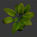 Vibrant Lush Green Plant With Large Fresh Leaves Against Gray Background