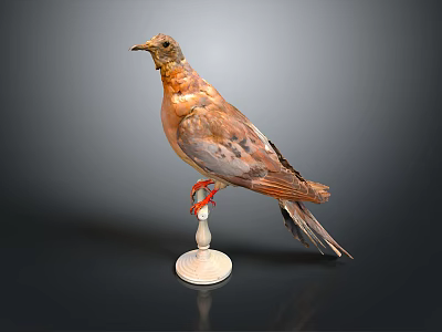 Bird Taxidermy Specimen Perched On White Base Against Dark Background With Brown And Orange Feathers 3d model