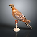 Bird Taxidermy Specimen Perched On White Base Against Dark Background With Brown And Orange Feathers