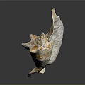 Beautiful Orange White Conch Shell With Spiral Texture On Dark Background