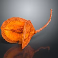 Dried Orange Plant Pod With Split Structure And Long Stem On Dark Background 3d model