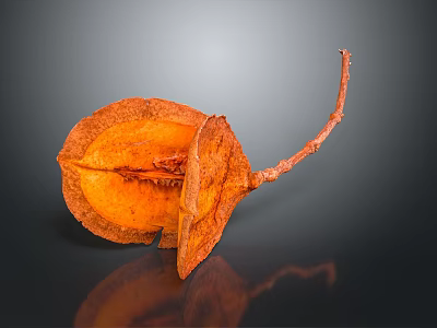 Dried Orange Plant Pod With Split Structure And Long Stem On Dark Background 3d model