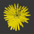 Vibrant Yellow Flower With Bright Yellow Petals And Green Stem Against Dark Background