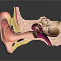 3D Human Ear Anatomy Structure With Inner Middle And Outer Components