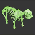White Animal Skeleton Display On Black Reflective Surface With Detailed Structure