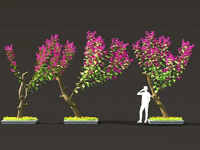 Vibrant Purple Bougainvillea Plants With Curved Trunks Green Leaves And Standing Figure 3d model