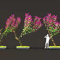 Vibrant Purple Bougainvillea Plants With Curved Trunks Green Leaves And Standing Figure
