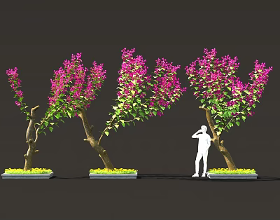 Vibrant Purple Bougainvillea Plants With Curved Trunks Green Leaves And Standing Figure 3d model
